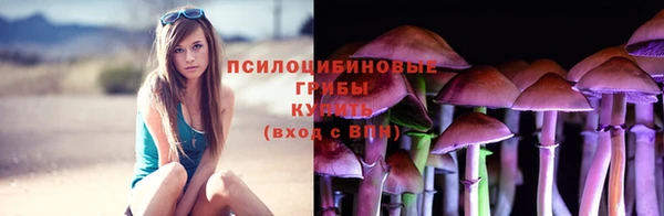 прущие грибы Дмитров
