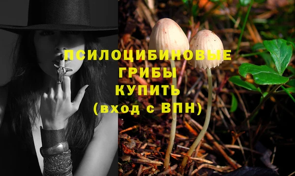 прущие грибы Дмитров